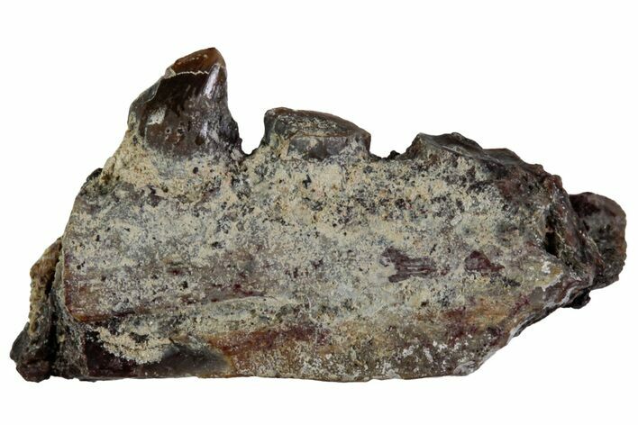 Triassic Fossil Synapsid (Dimetrodon) Jaw Section - Texas #315726